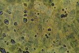 Polished Atlantisite Section - Western Tasmania #353634-1